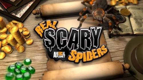    (Real scary spiders)